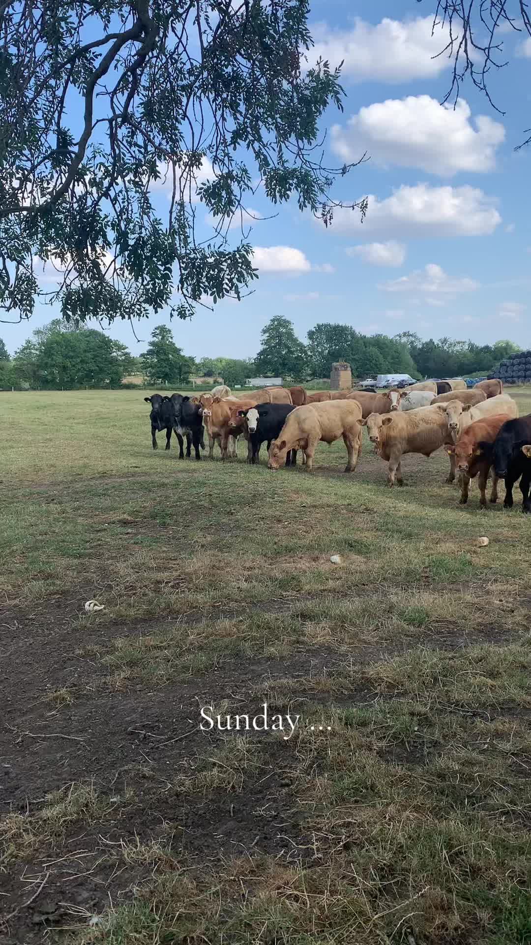 @countrydiaries