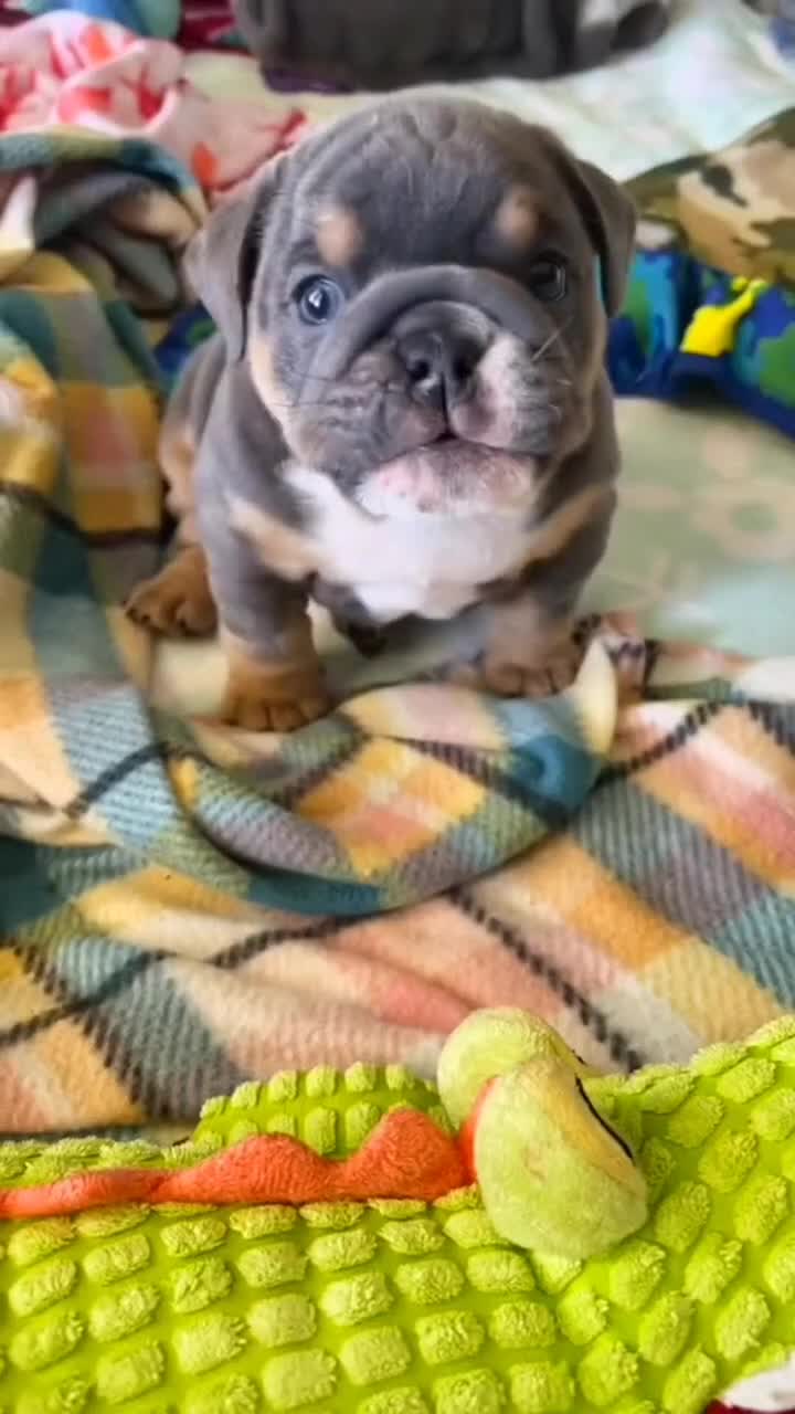 @El diario de Lia🐶🐾