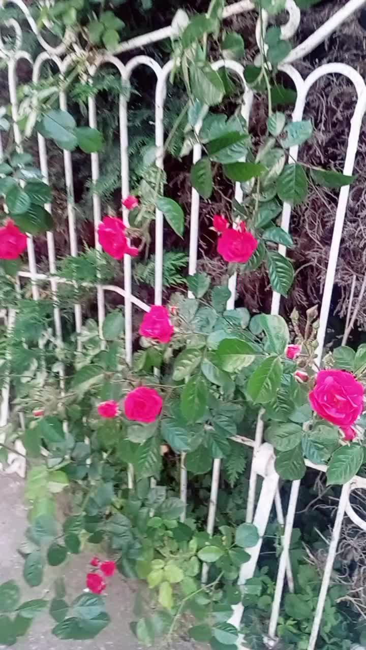 @Monu Ghotra