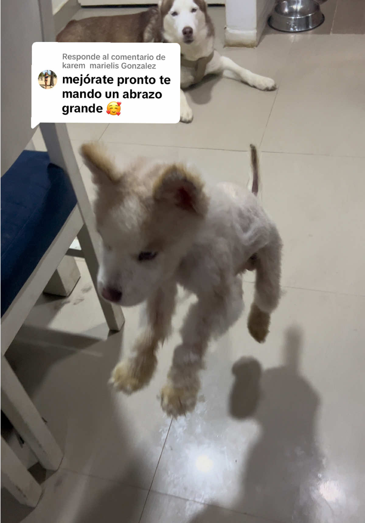@🐺MiFamiliadehuskies🐾