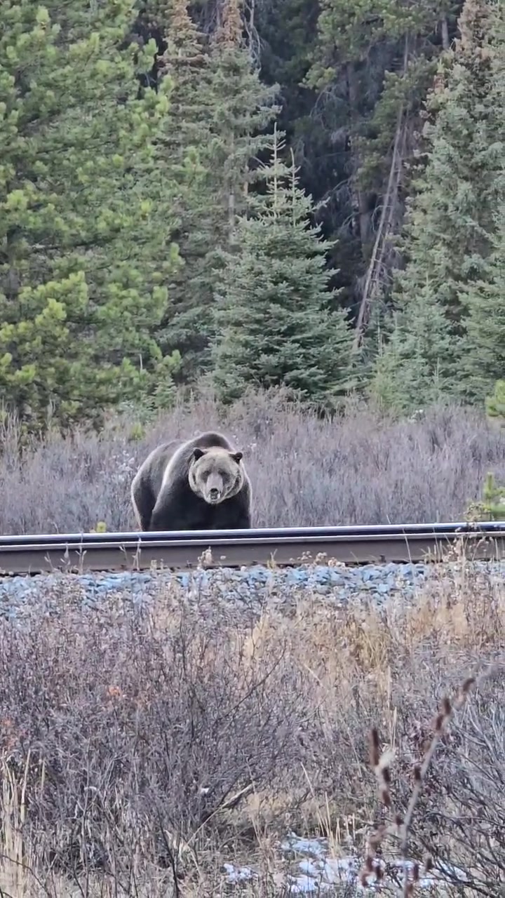 @Banff Nature and Wildlife
