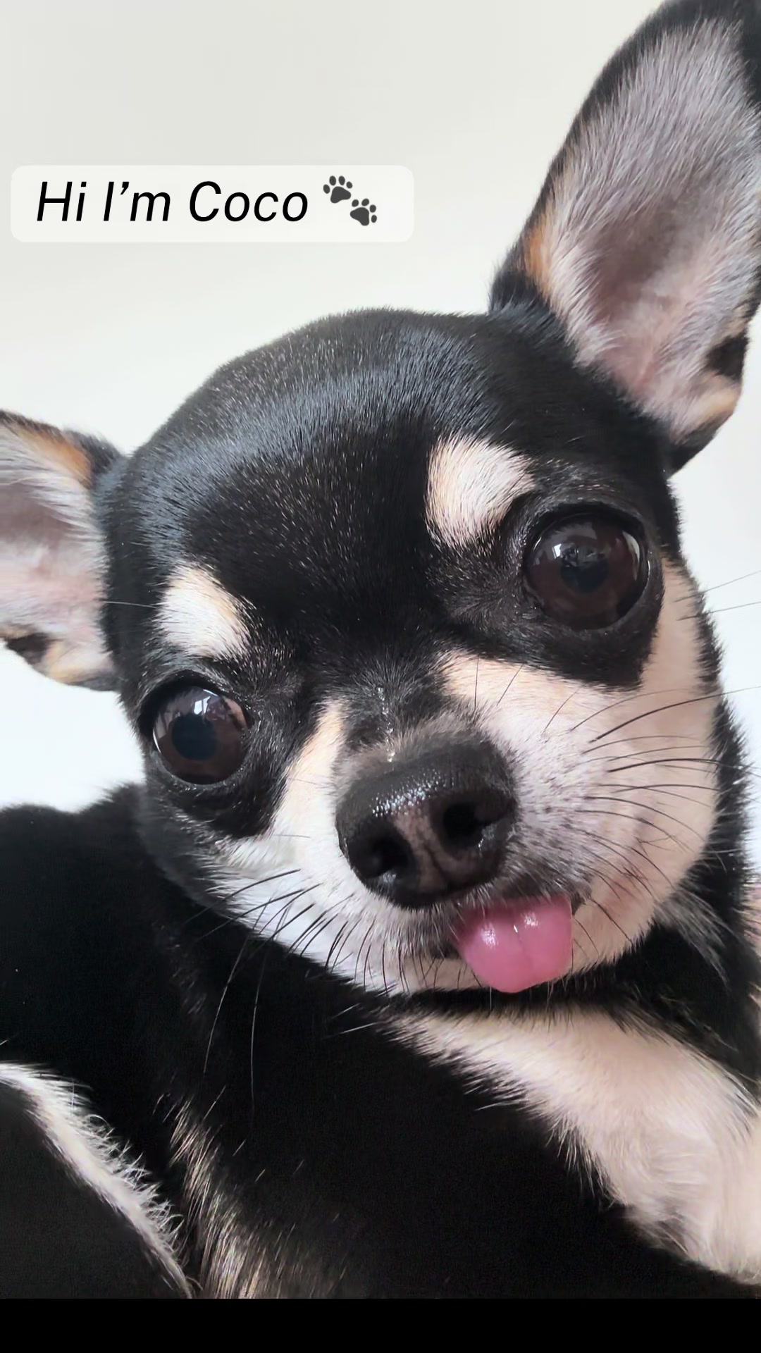 @Coco_bean🐾