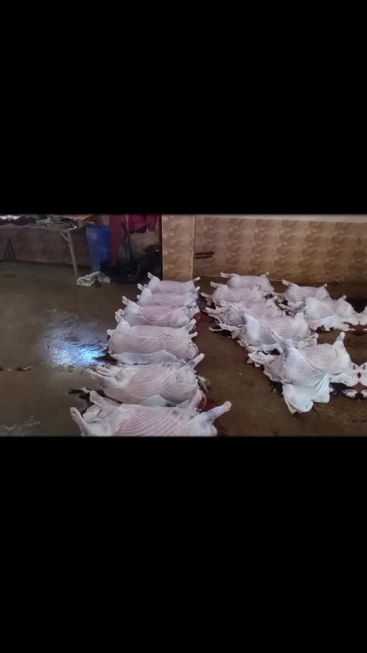 @نضال العاشق