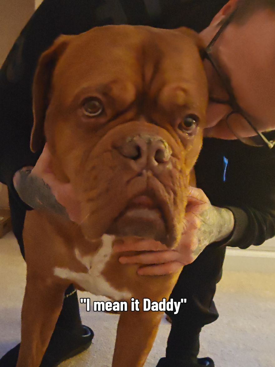 @Diva Dogue Nala