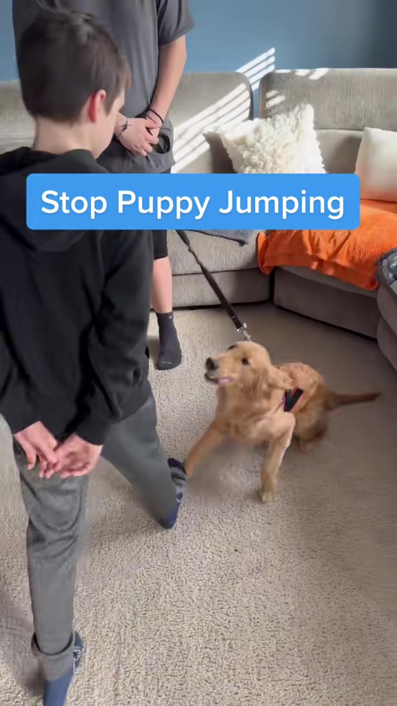 @Best Buddy Dog Trainer LLC