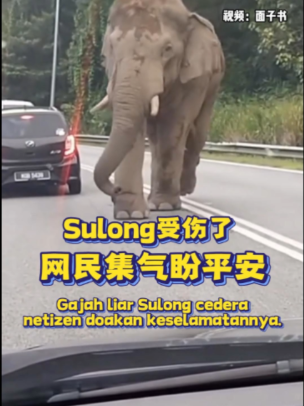 @中国报