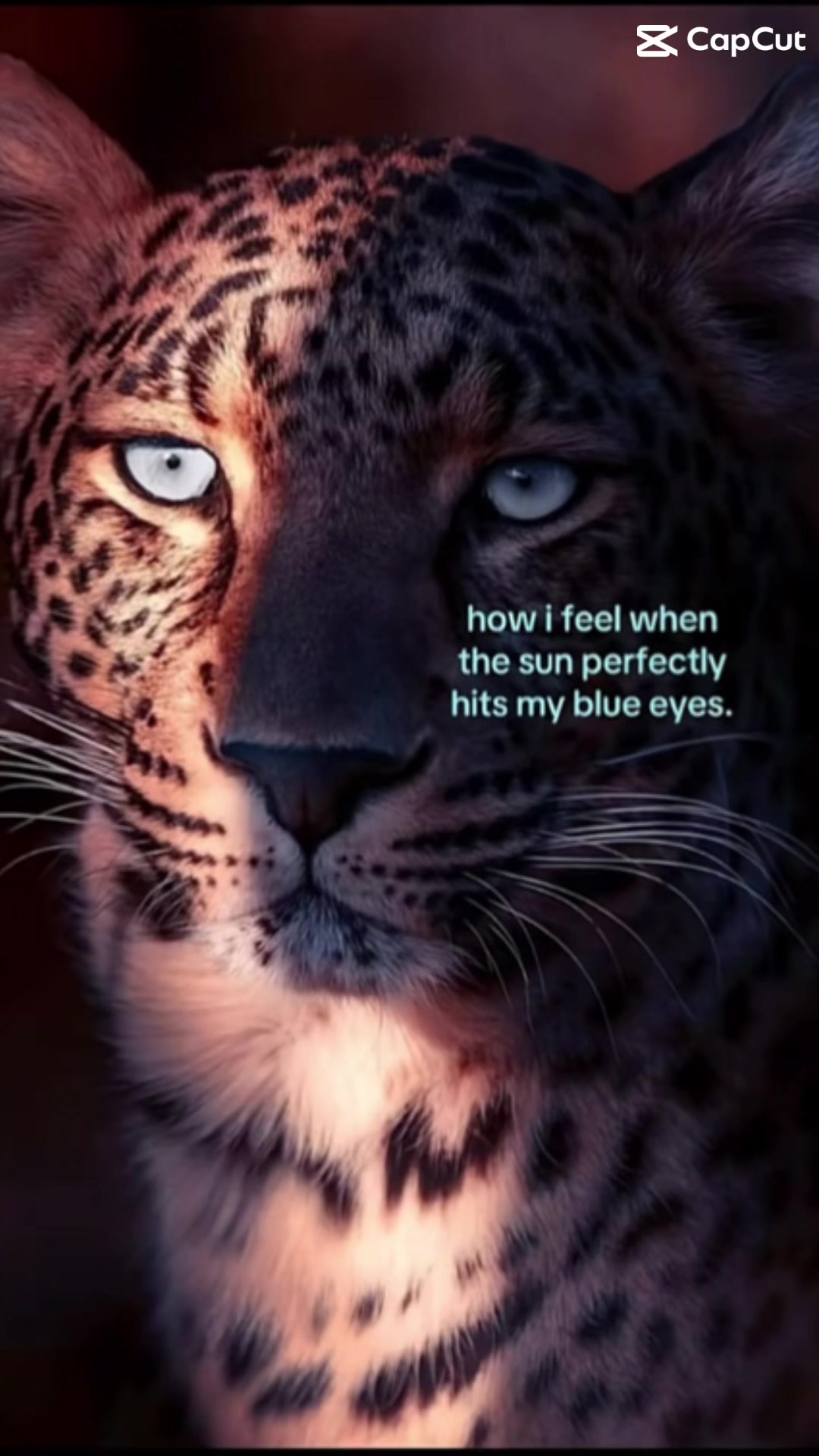 @Izzyyy 🐈&zwj;⬛