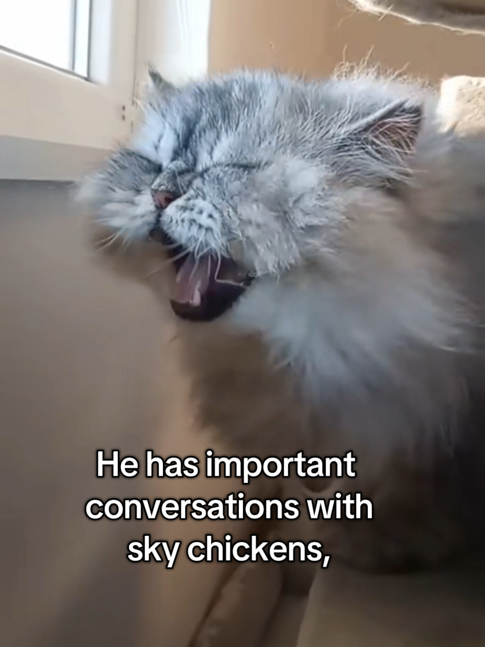 @Fluffy and Pixie