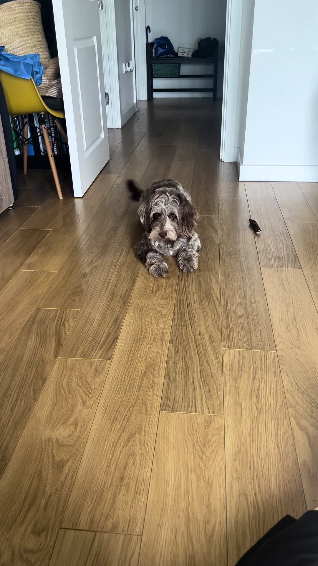 @pennythesprockerpoo