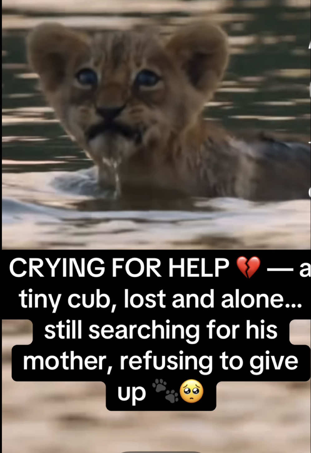 @KJ@LoveAnimalsEpicNature