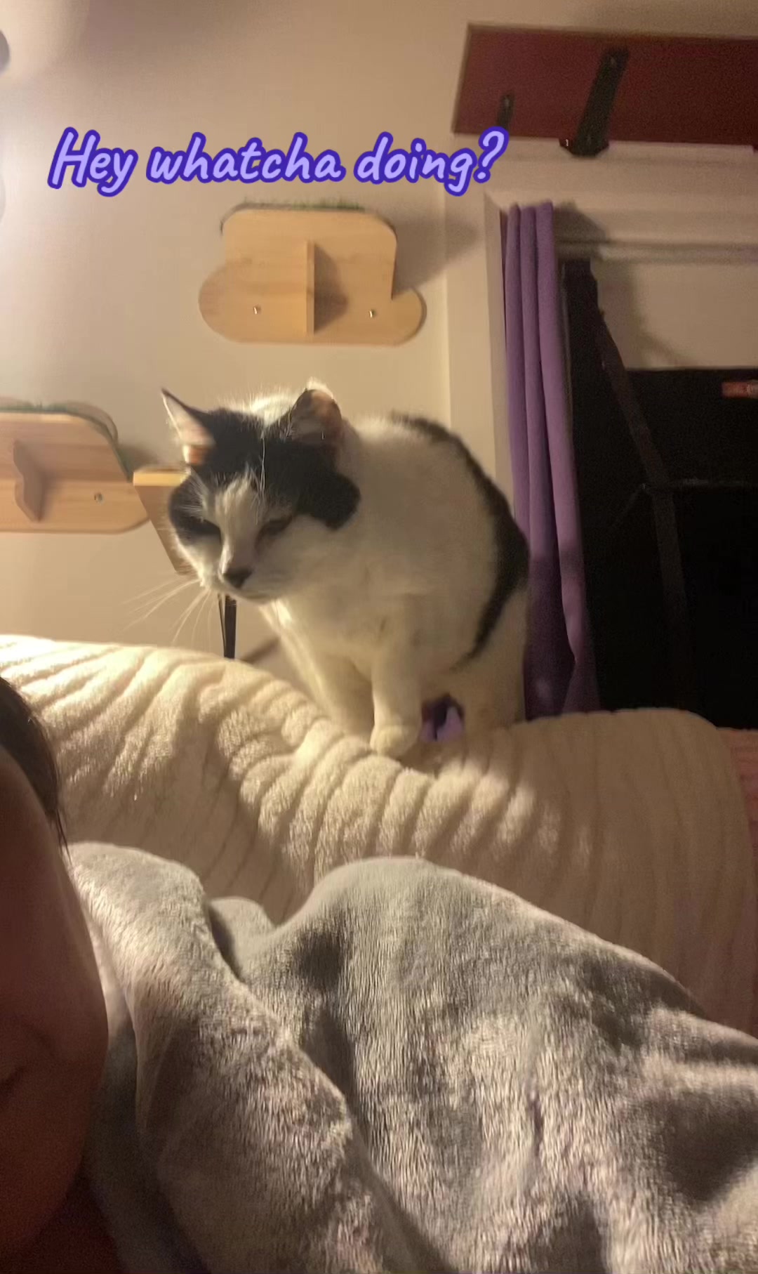 @romina_mycatfamily