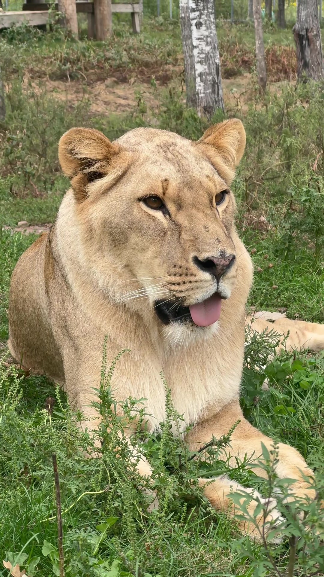 @The Wildcat Sanctuary