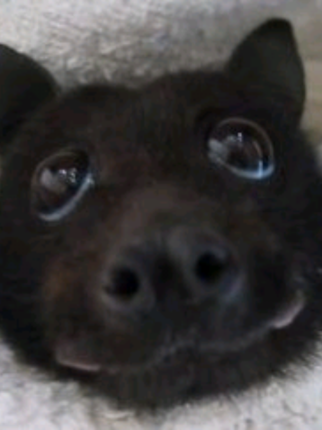 @☆Doggo||Alien from FAA(🇵🇹)☆