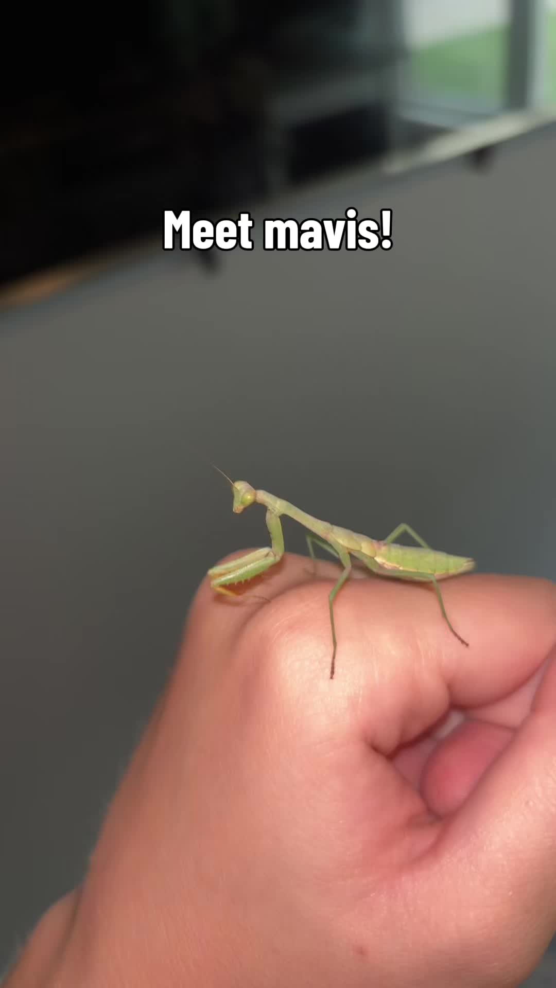 @Paige the bug