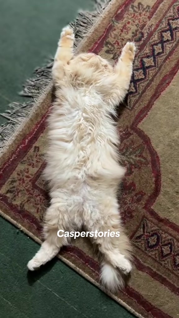 @𝑪𝒂𝒔𝒑𝒆𝒓 & 𝑴𝒊𝒏𝒏𝒊𝒆 🐾