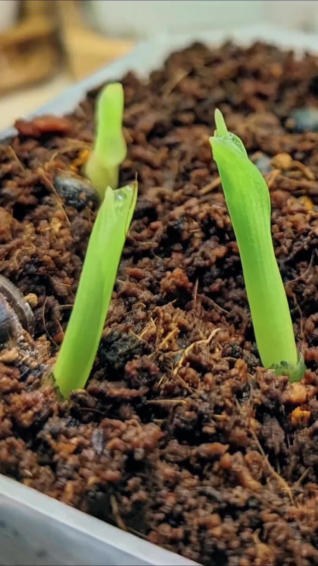 @Plantflix Seeds