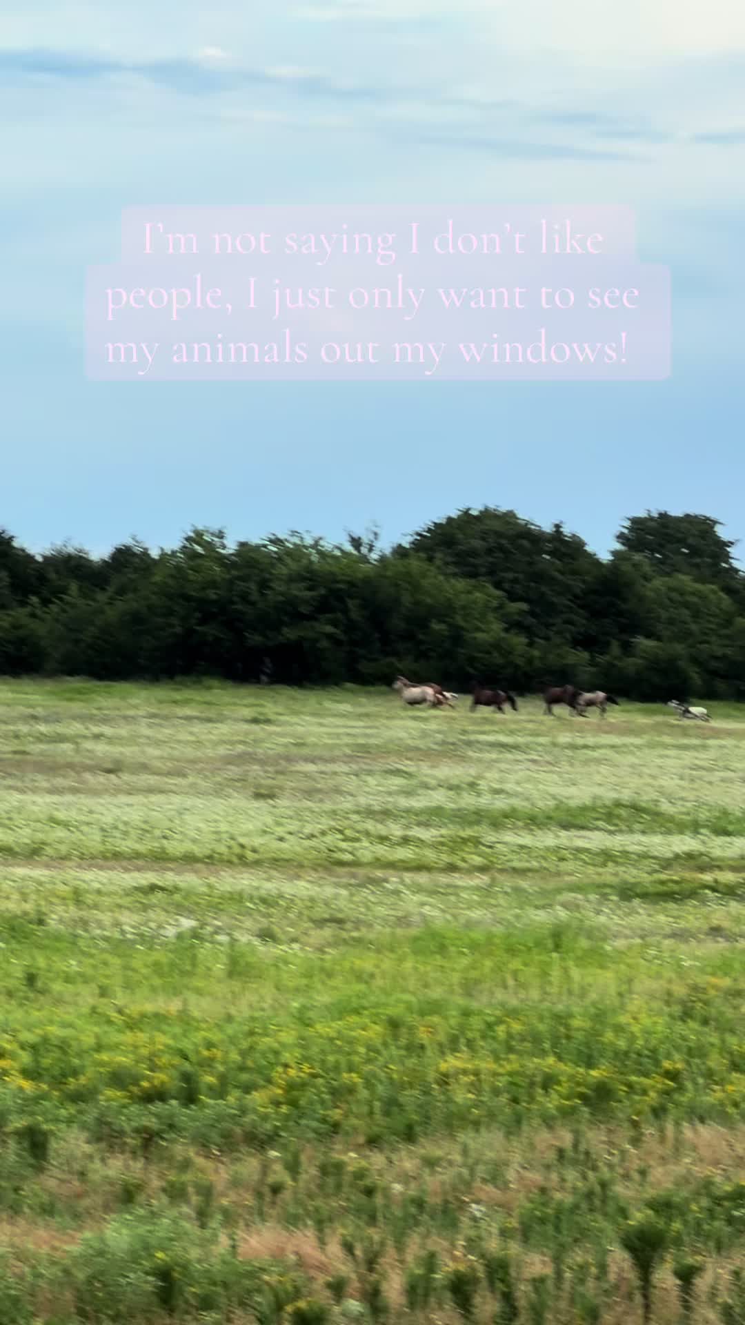 @Katie | my personal zoo 🦎🐰