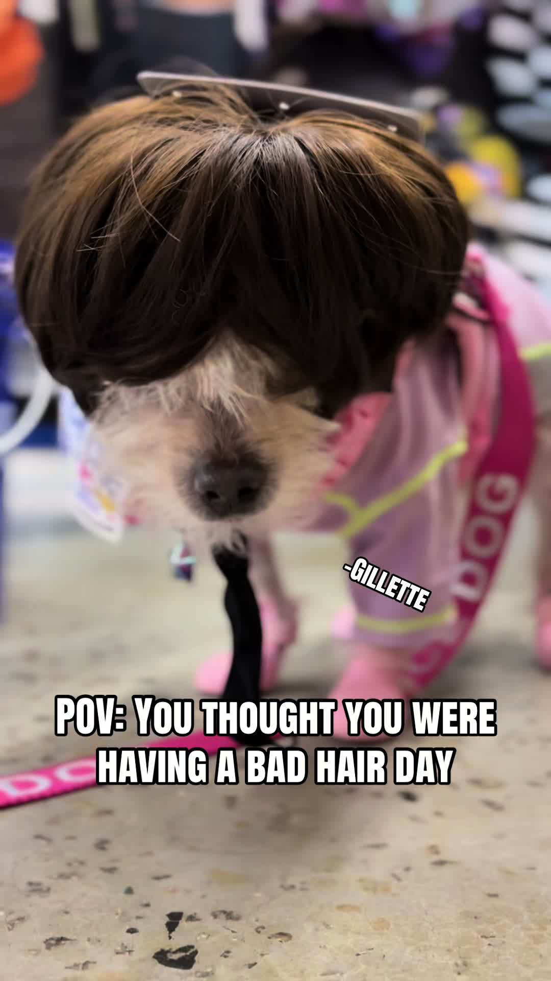 @Gillette the Puppy