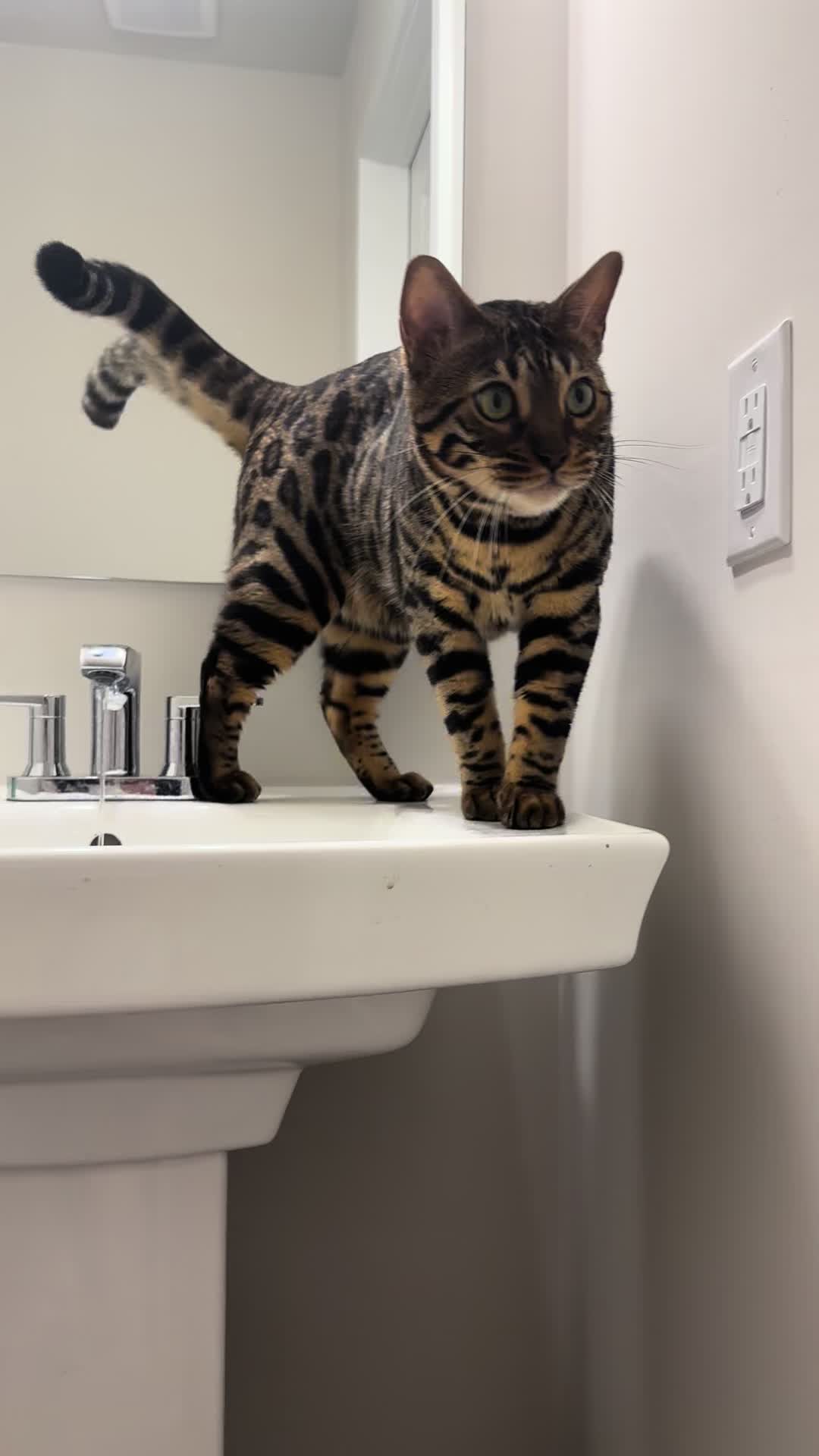 @Tiny Leopard Cats