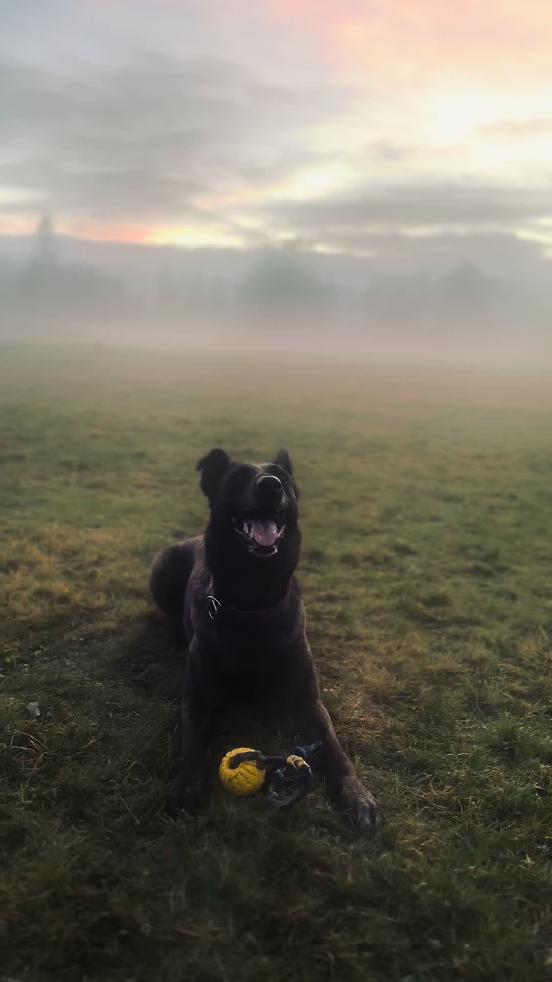 @dutch_lab_stories