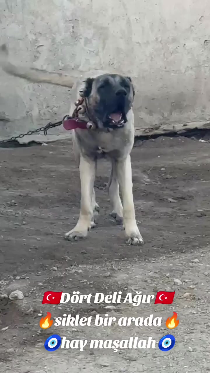 @Tekin Ersöz