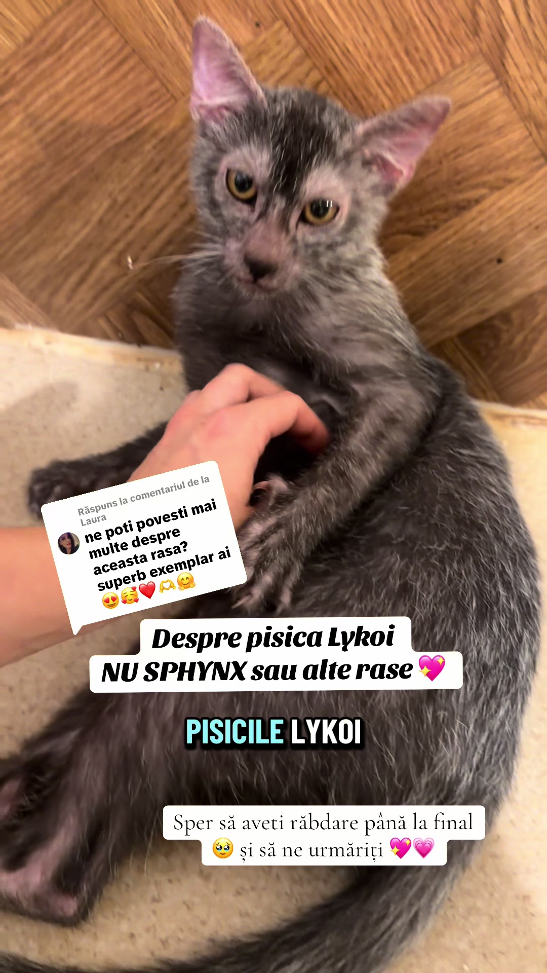 @Diana Ciortan Sphynx Romania