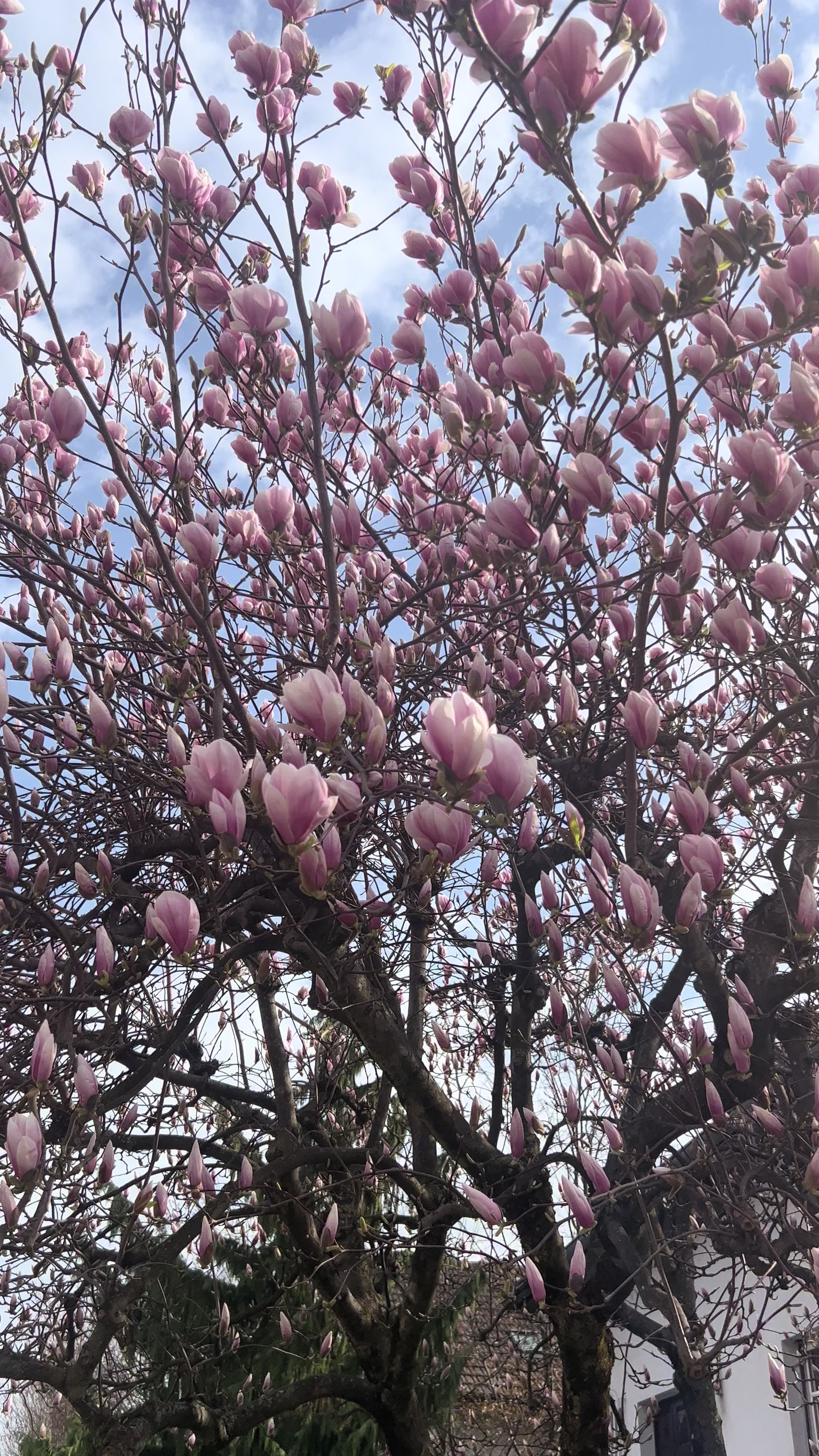 @T&uuml;lay🍒