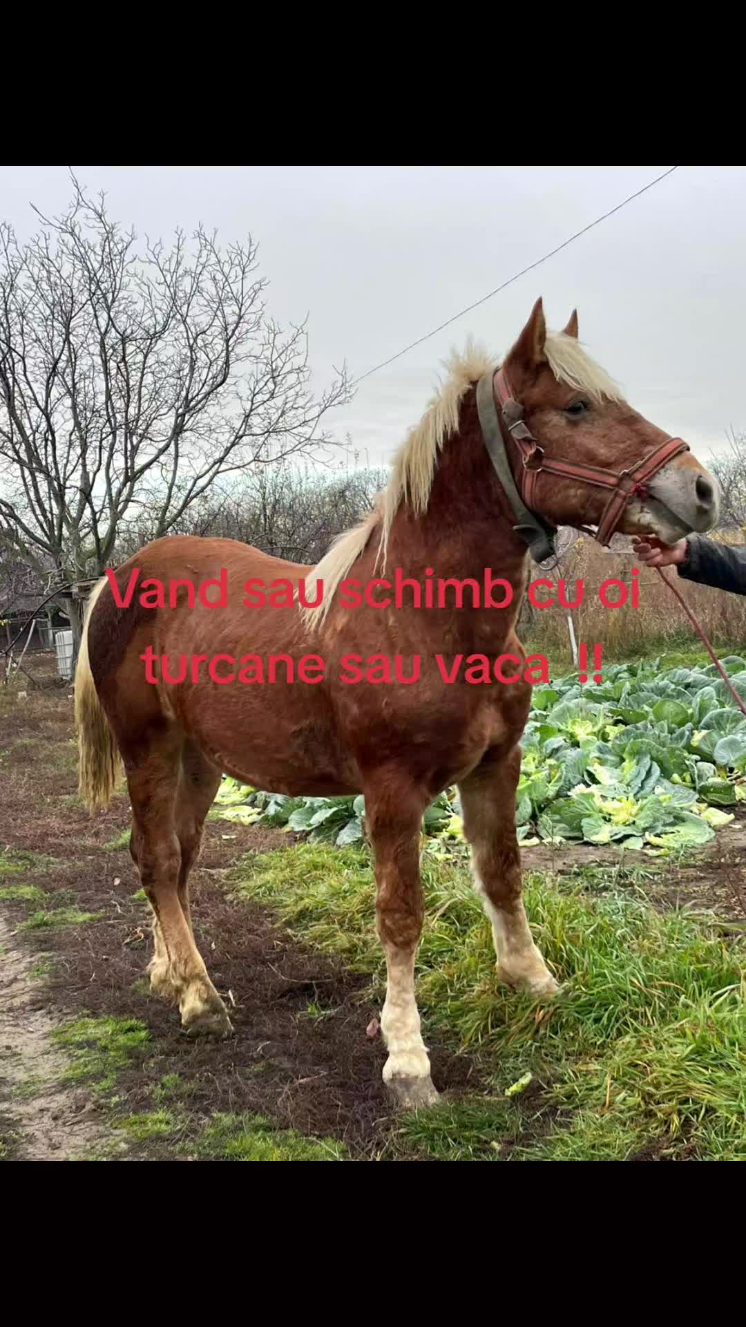 @Iulian❤️
