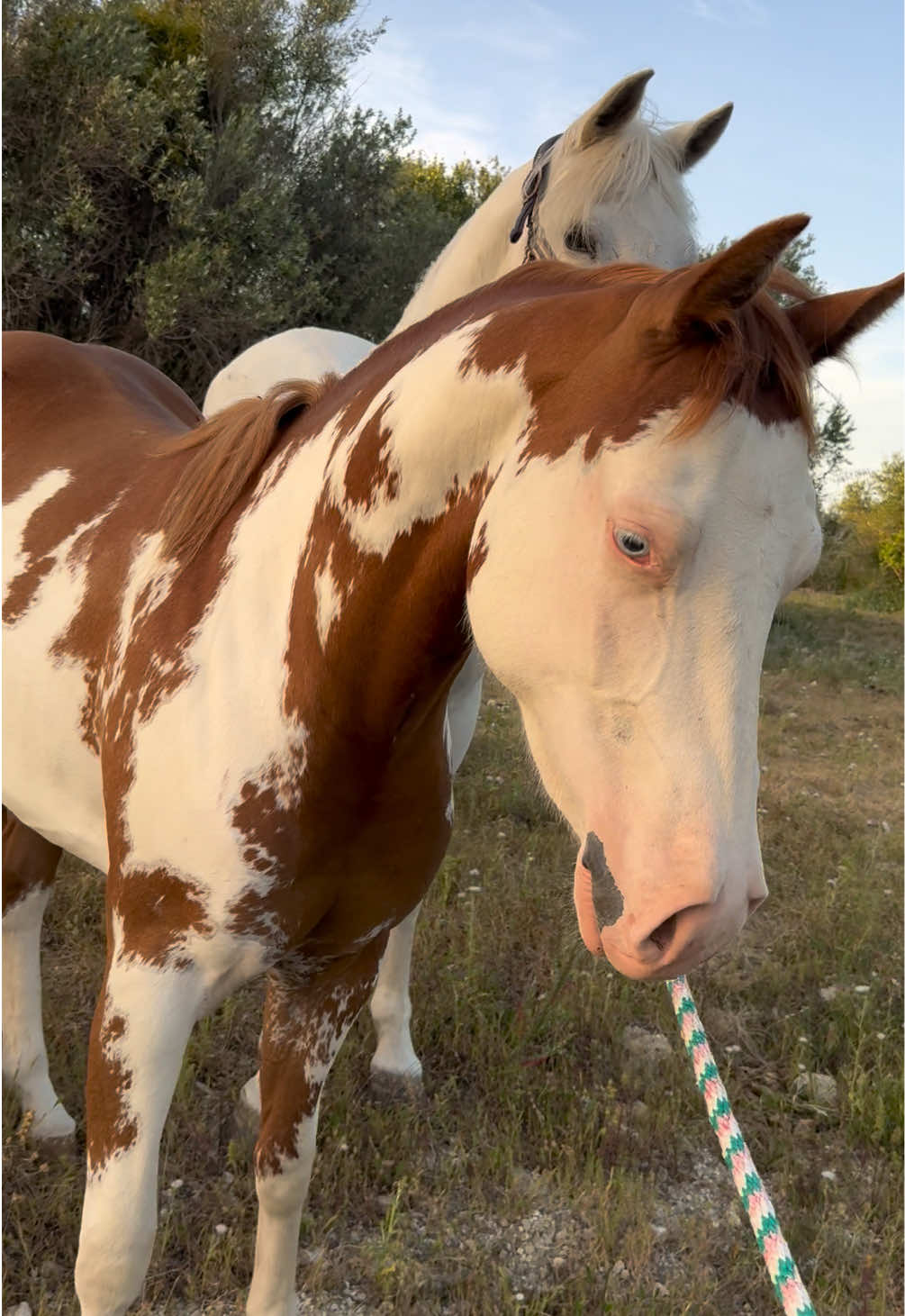 @Chiara Vitali 🐴