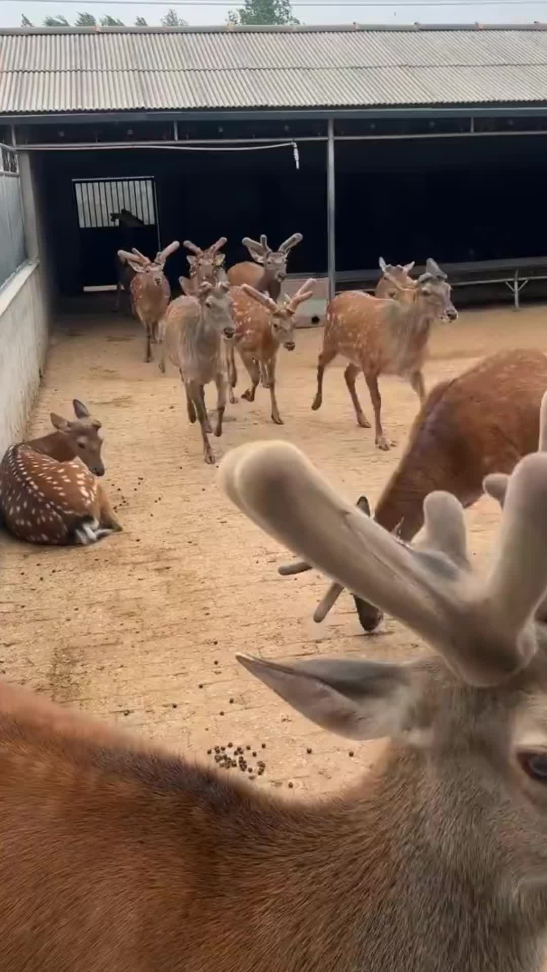 @Wild Kingdom