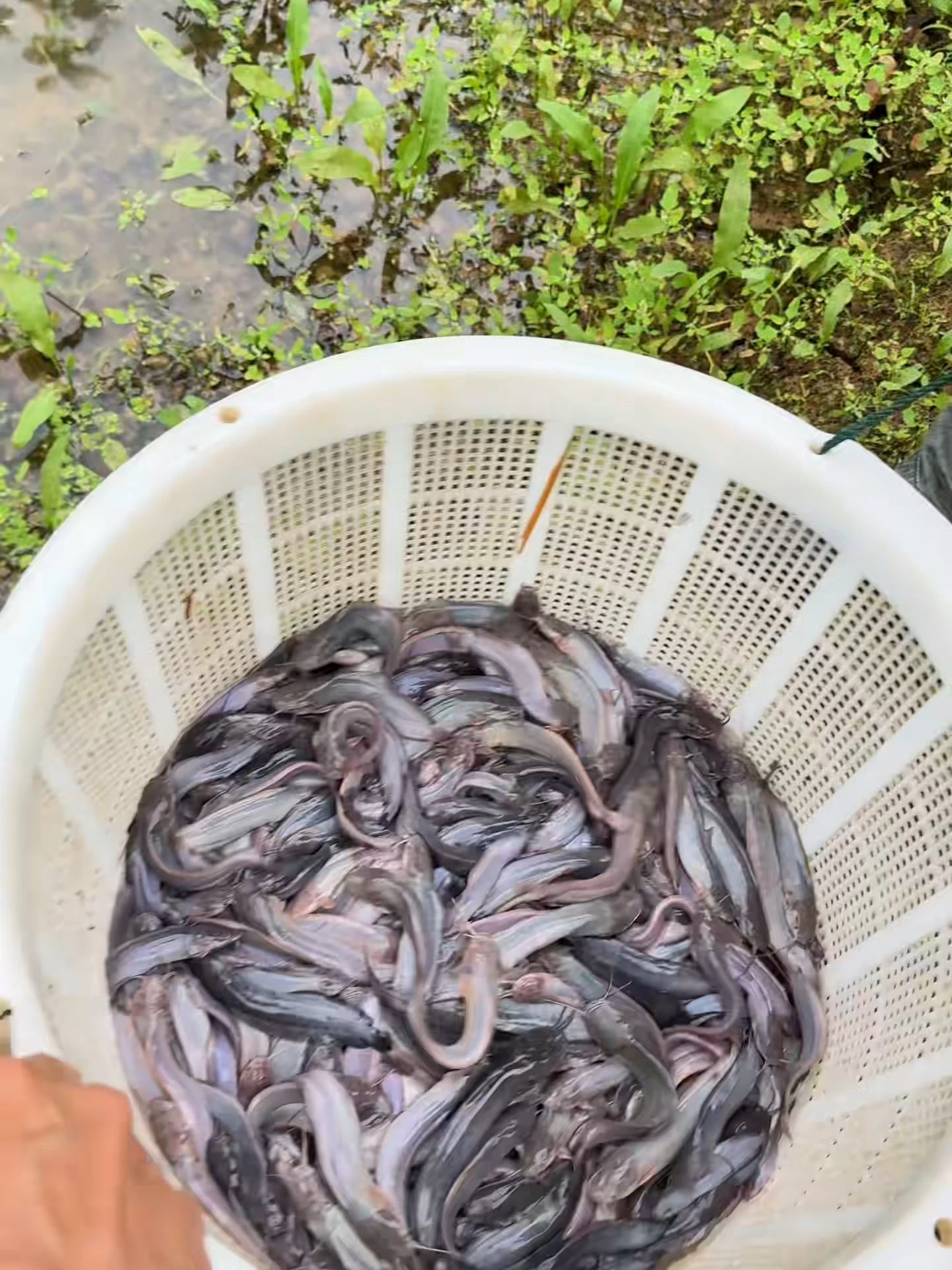 @Trại Cá Giống Quang Lâm