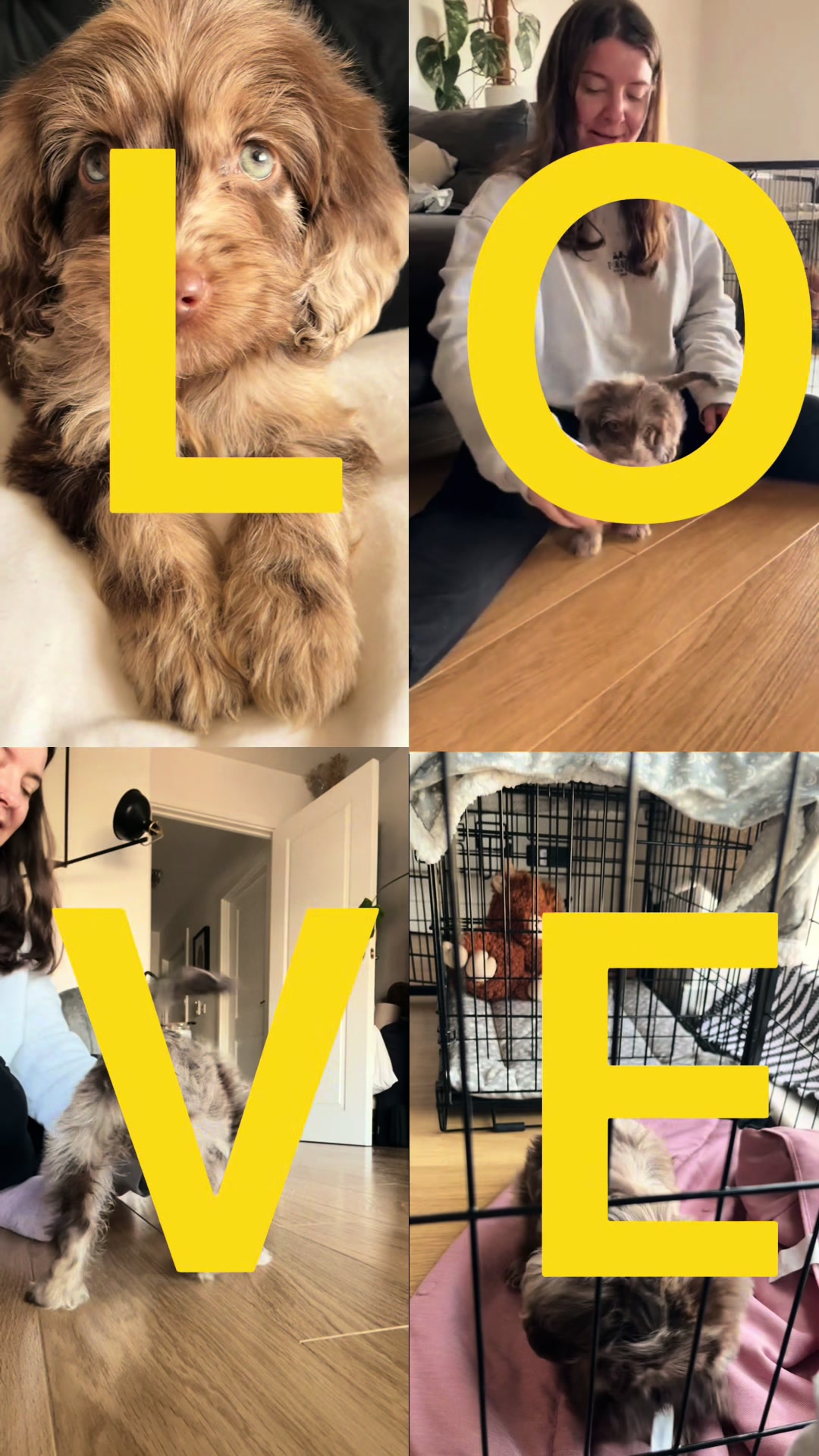 @pennythesprockerpoo