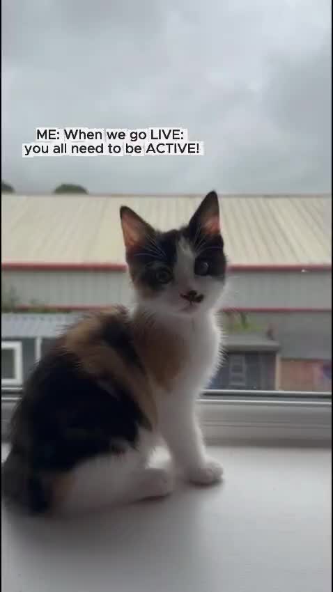 @paws.and.peace