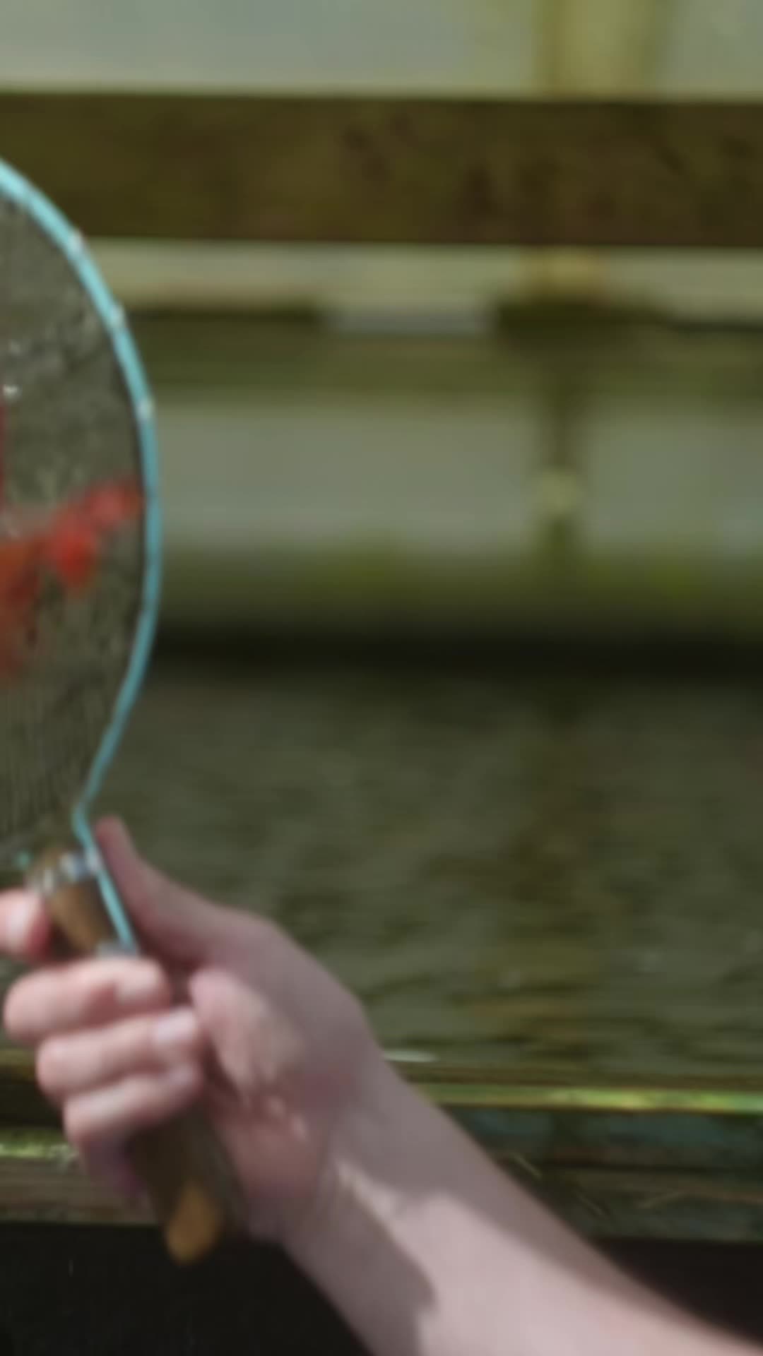 @Koi Competitions