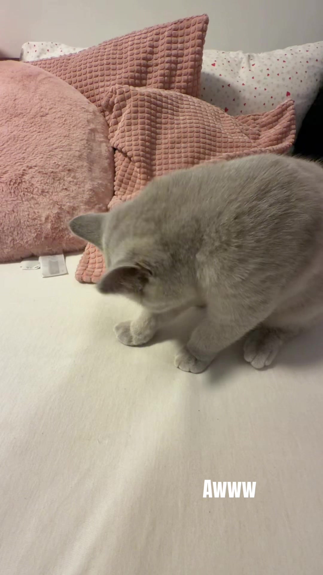 @๐๐ข๐ง๐ค๐ ๐ฆข