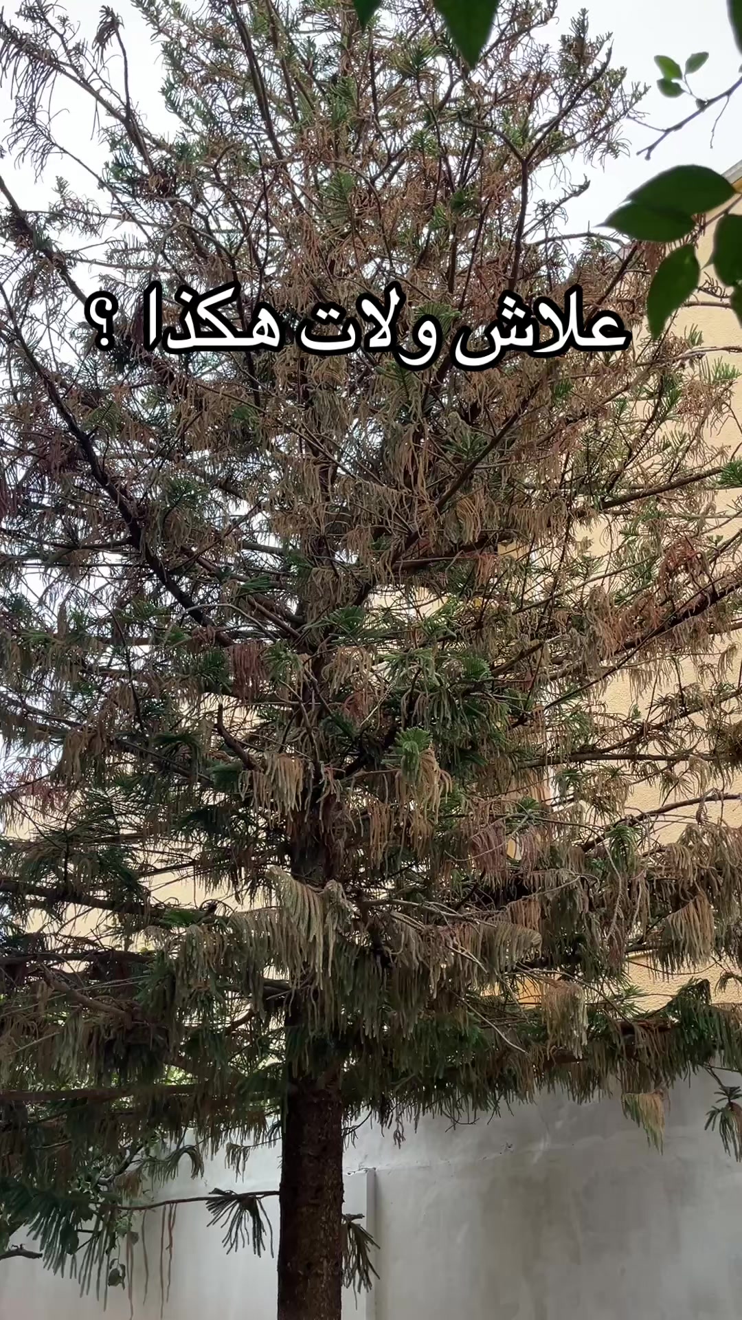 @Elias الياس