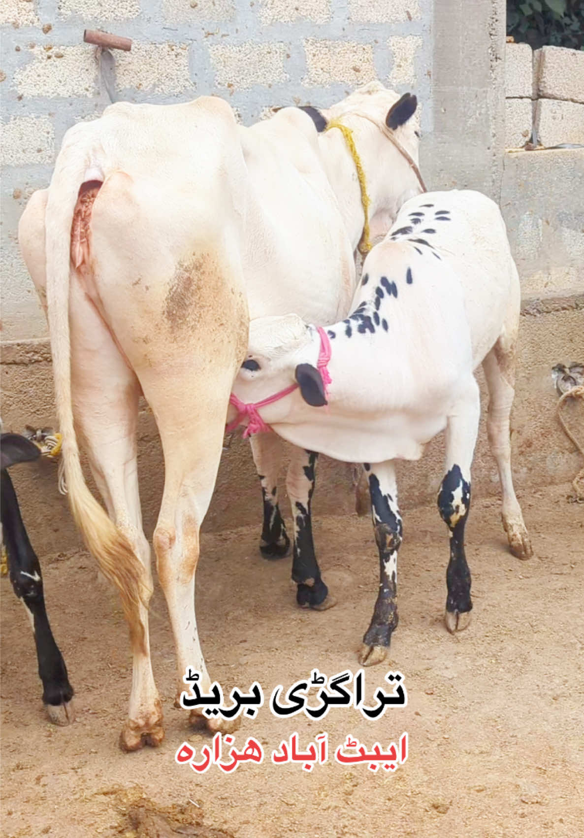 @محمد جنید (ایبٹ آباد)