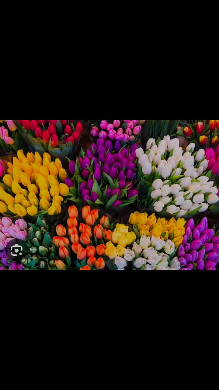 @✝️ TULIPANO DI ALICE ✝️💜🌷