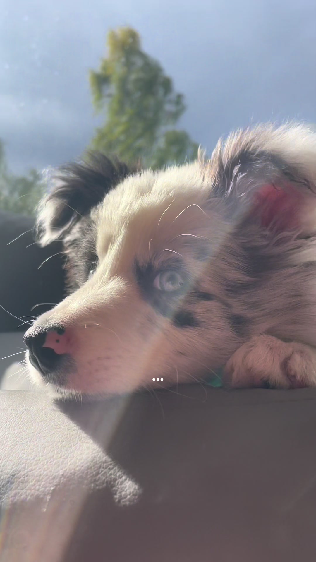 @elisathebordercollie