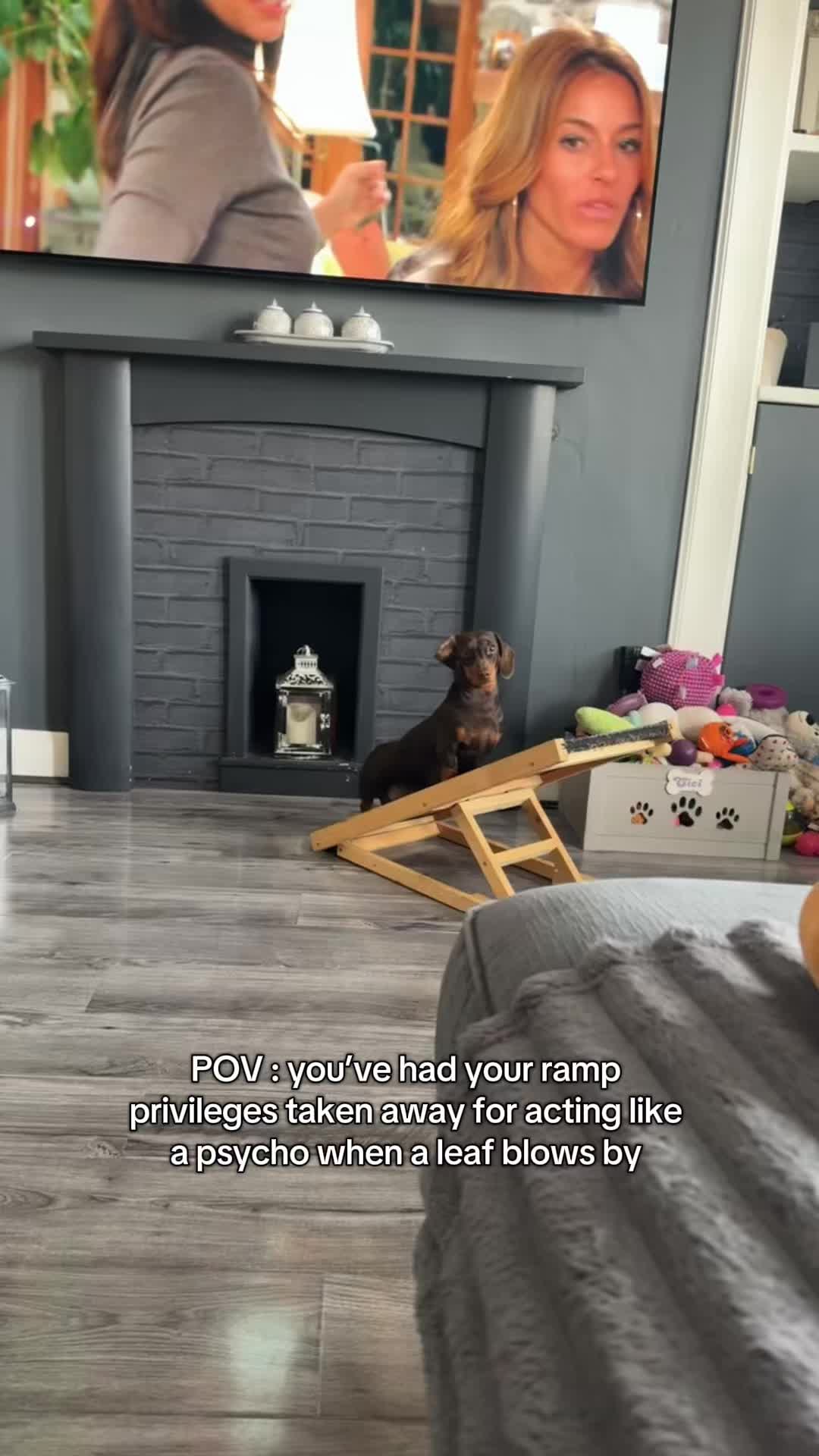 @ciciolive_mini_weiners