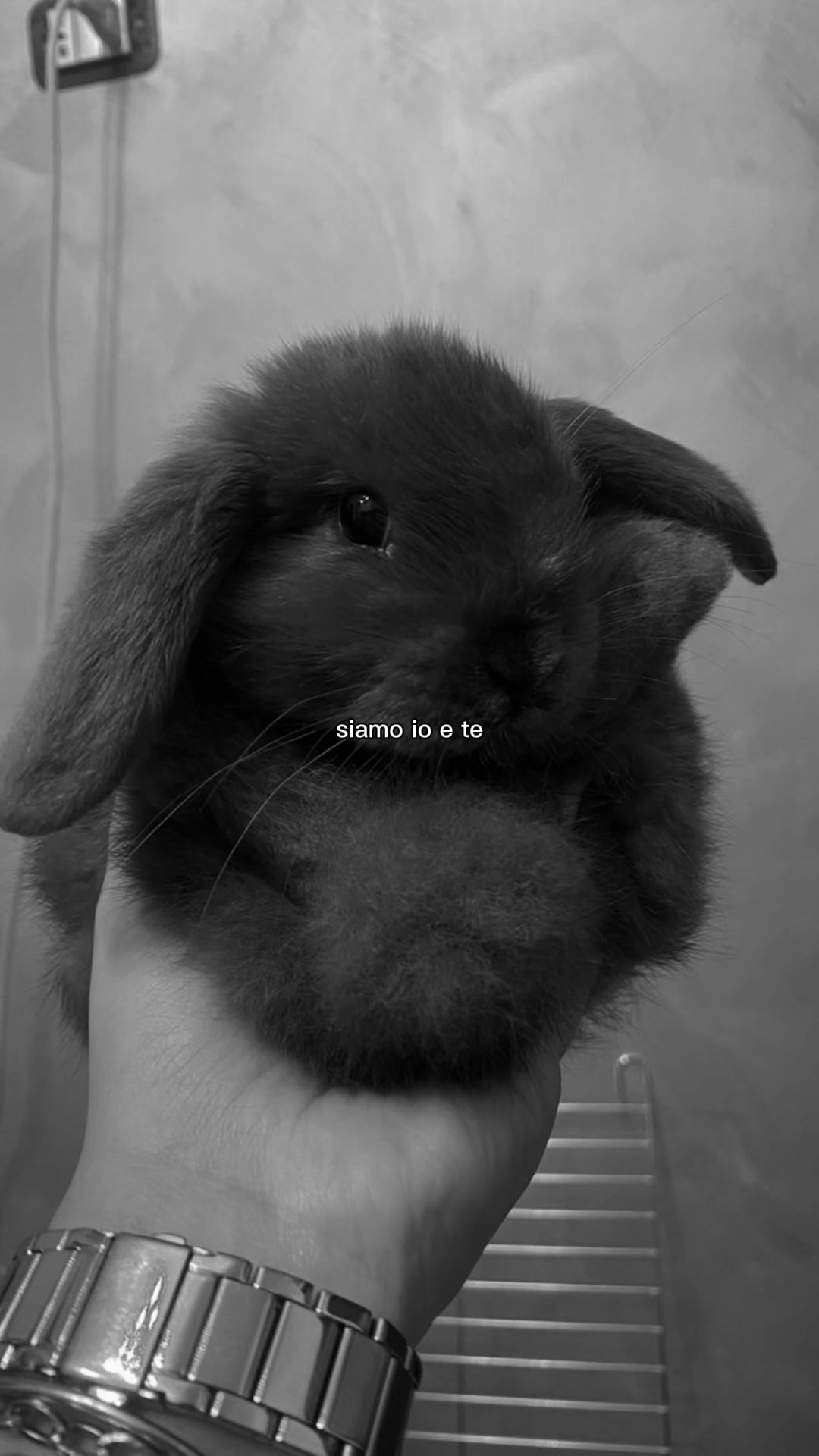 @Peter Rabbit