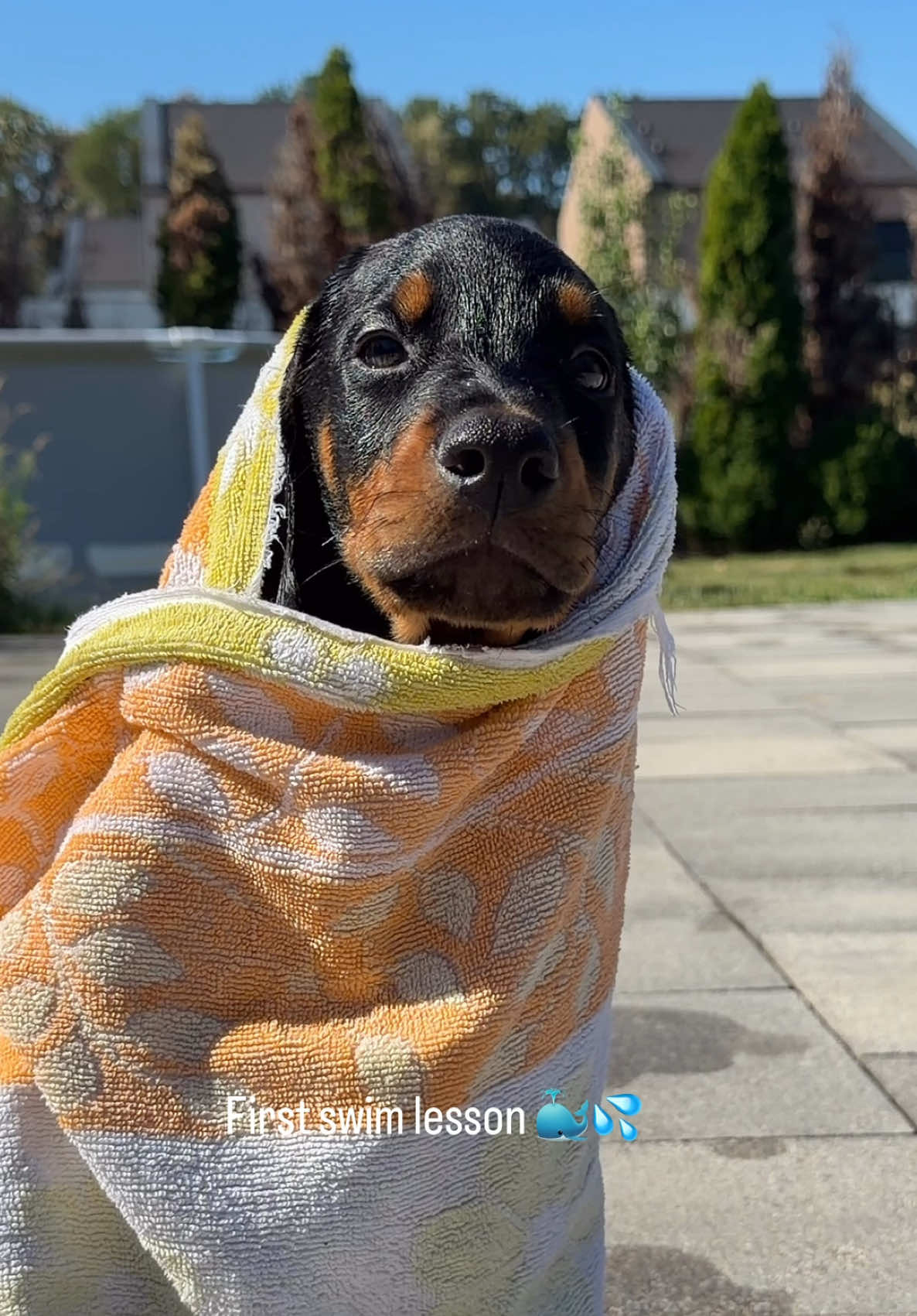 @GRAREVA dobermanns