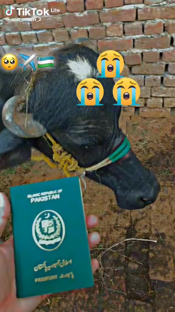 @Hussain bhatti