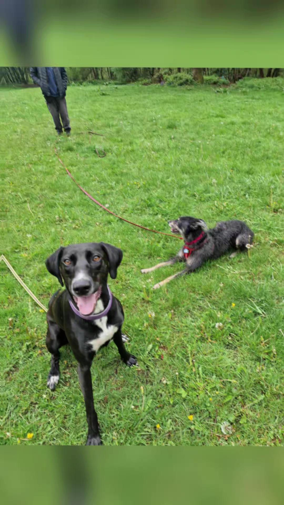 @Kamila's Dog Training!