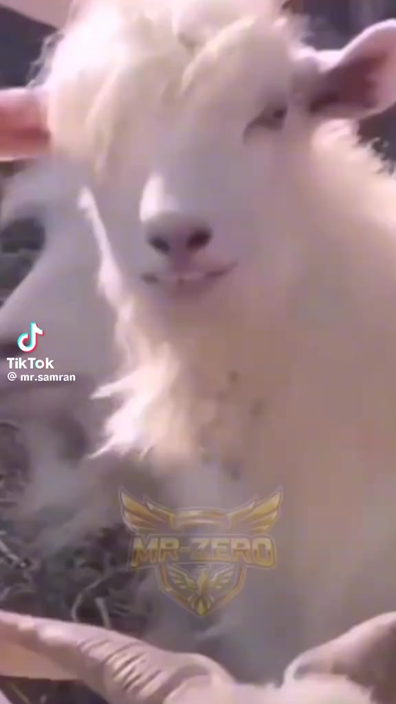 @محمد