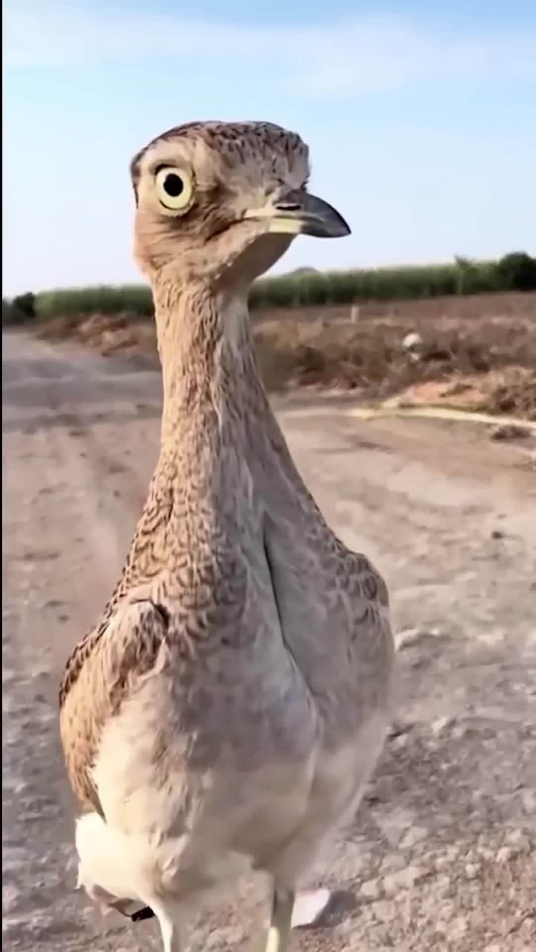 @Animal story