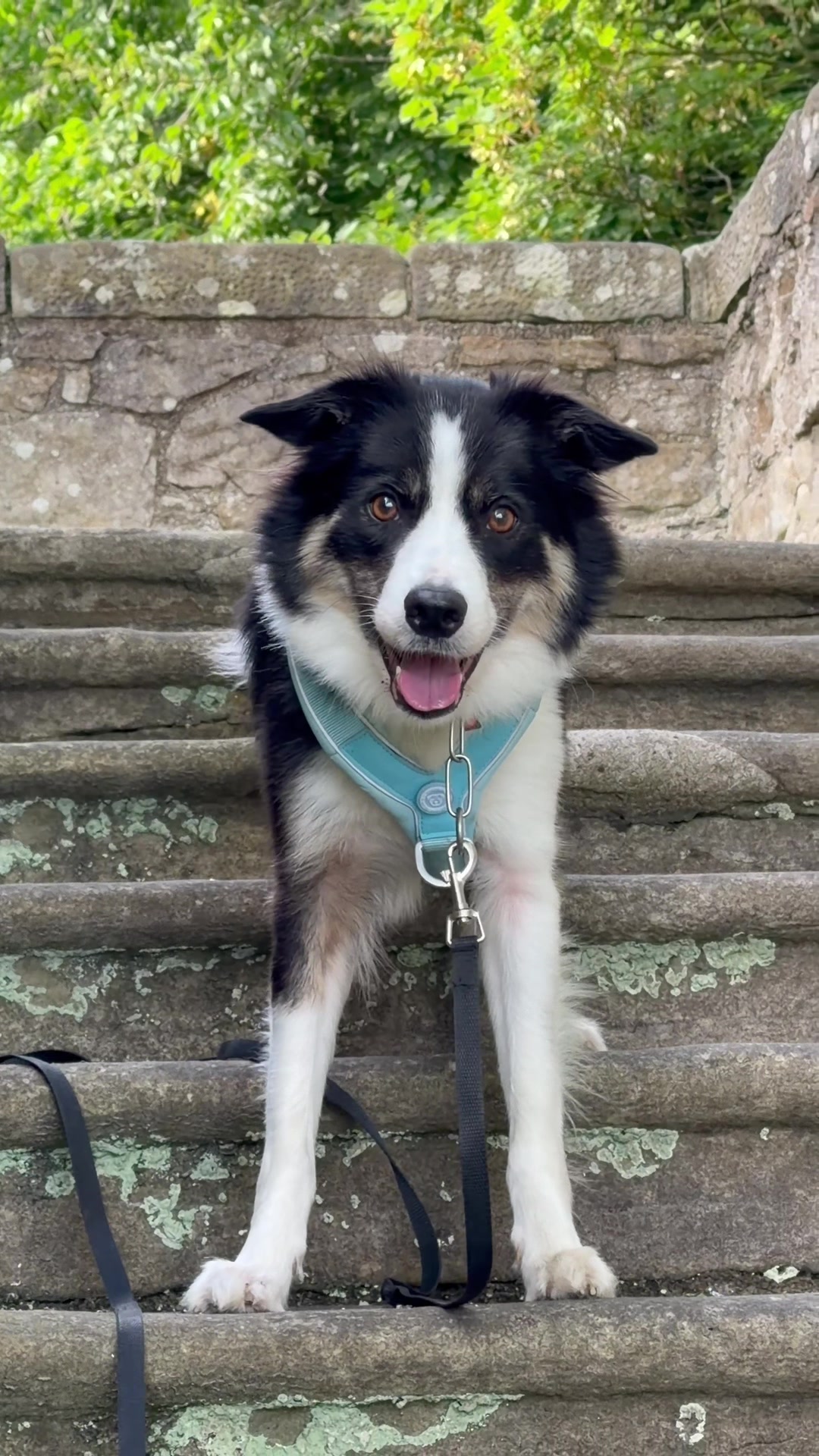@themworkingdogs🏴