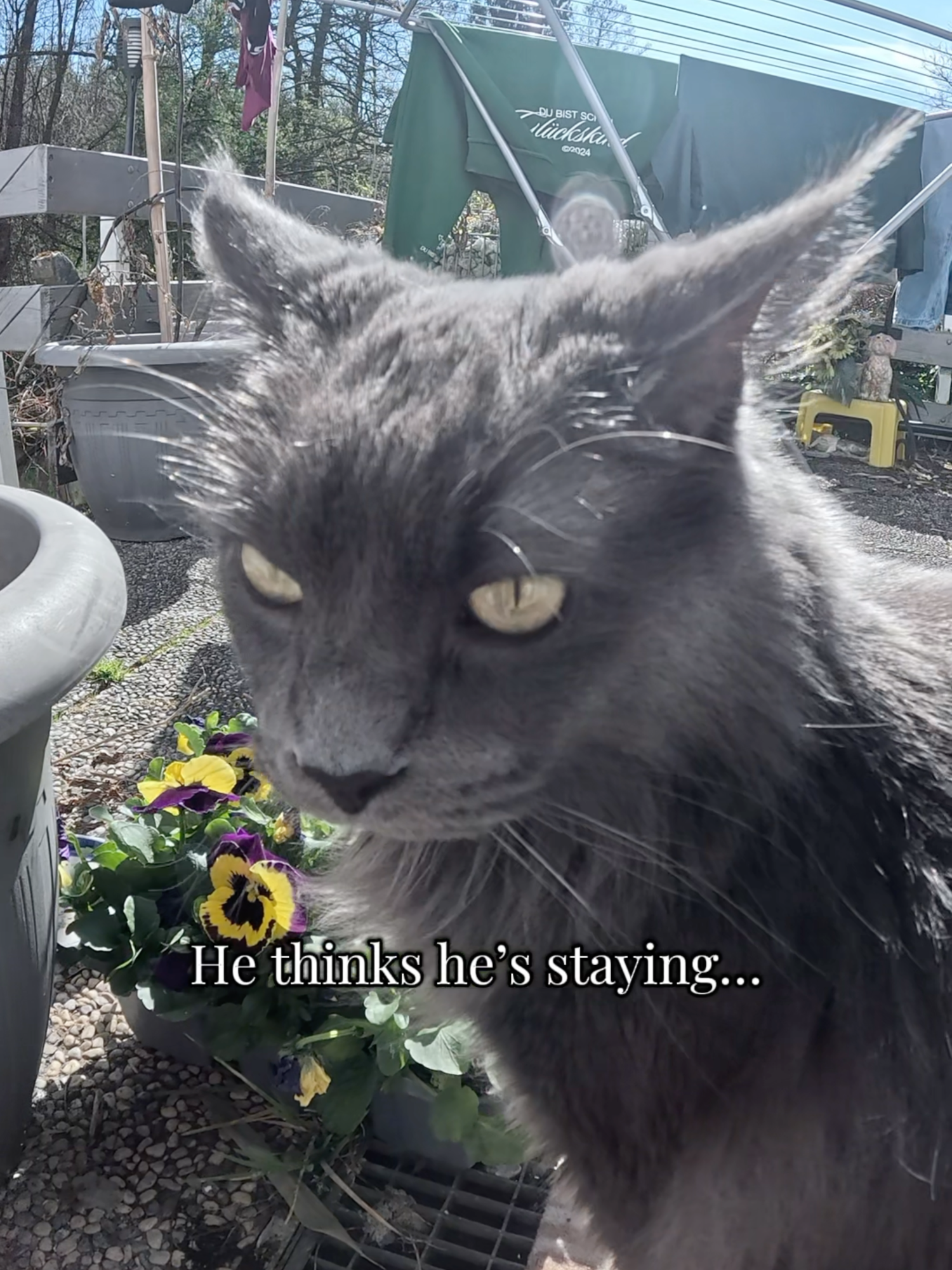 @Manny der Strizzikater