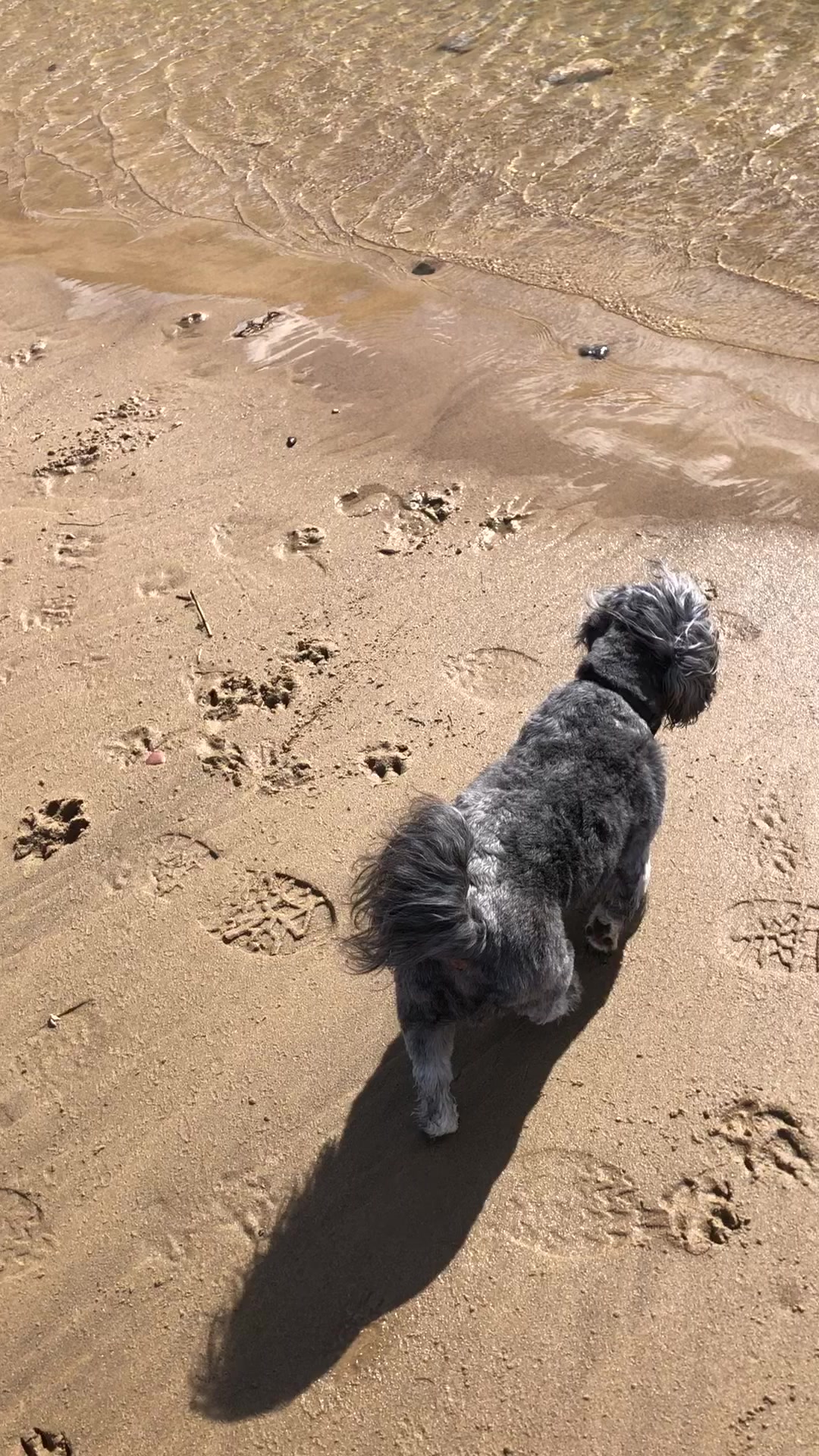 @Mimi the Shihtzu