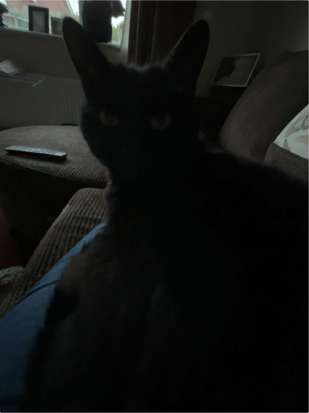@Em feat. Mister & Mimi (cats)